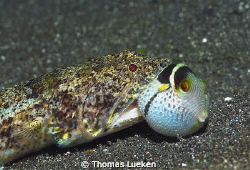 found in Lembeh; d200 by Thomas Lueken 
